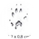 Belette d'Europe Patrimoine du Morvan